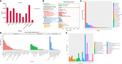 Full-length transcriptome analysis provides insights into larval shell formation in Mulinia lateralis
